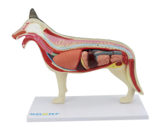 ANATOMIA DO CACHORRO EM 10 PARTES