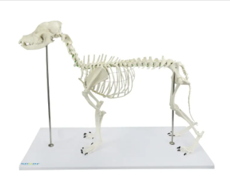 ESQUELETO DE CACHORRO DE PORTE GRANDE (RESINA PLÁSTICA)