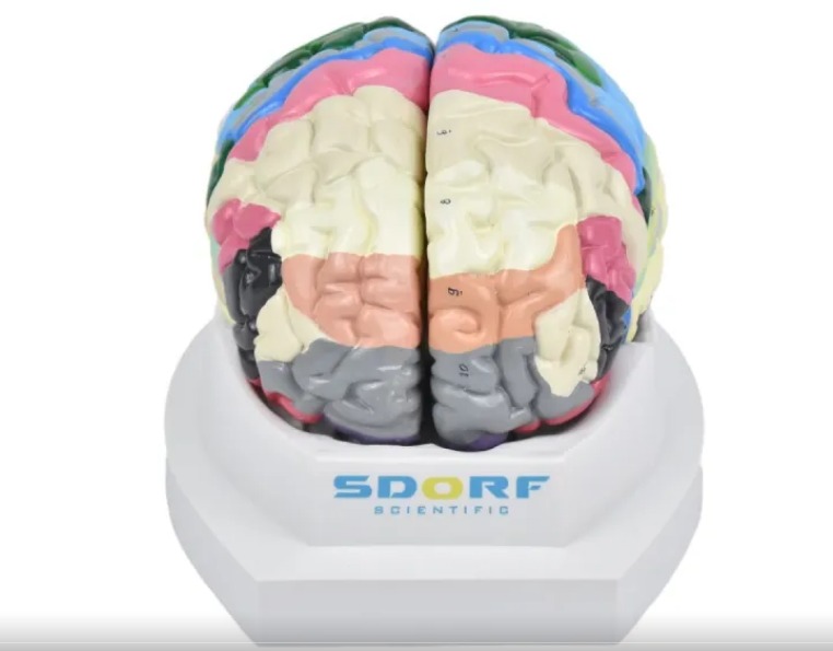 CÉREBRO NEURO-ANATÔMICO COLORIDO EM 2 PARTES