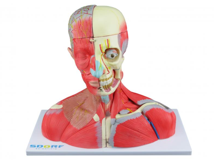 CABEÇA, PESCOÇO E PARTE DO TRONCO MUSCULADOS EM 19 PARTES