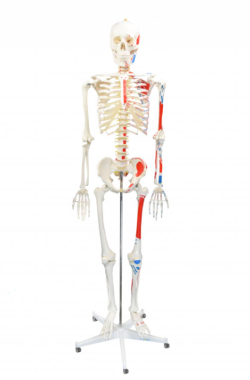 ESQUELETO HUMANO PADRÃO DE 1,70 CM C ORIGENS E INSERÇÕES MUSCULARES E HASTE C SUPORTE E RODAS