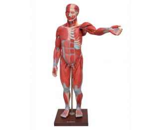 FIGURA MUSCULAR ASSEX. DE 1,70 CM EM 22 PARTES