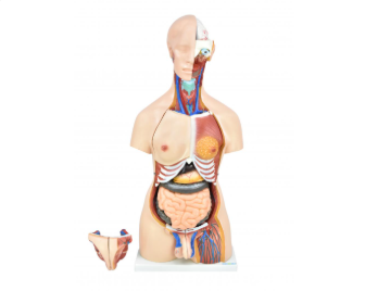 TORSO HUMANO BISSEXUAL C ABERTURA NAS COSTAS DE 85 CM C 24 PARTES
