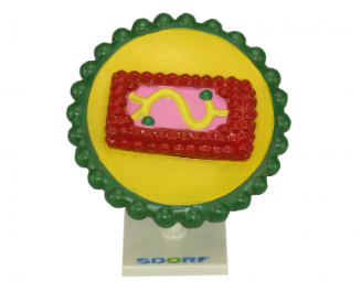 MODELO DE VÍRUS HIV