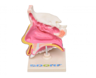 CAVIDADE NASAL