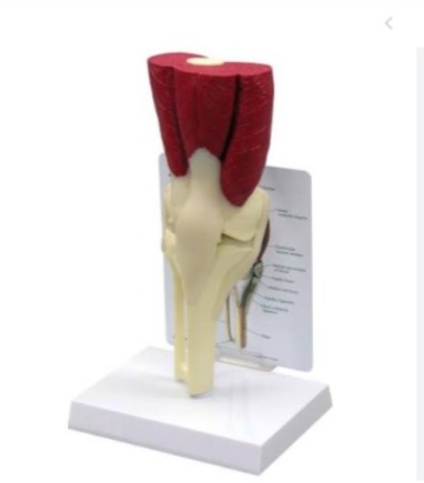 Modelo de Joelho com Músculos