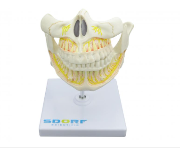 DENTIÇÃO ADULTA