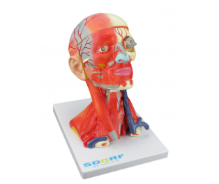 CABEÇA E PESCOÇO MUSCULADOS 10 PARTES