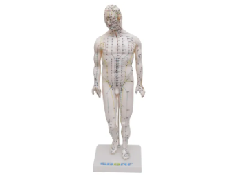 MODELO DE ACUPUNTURA MASCULINO DE 50CM