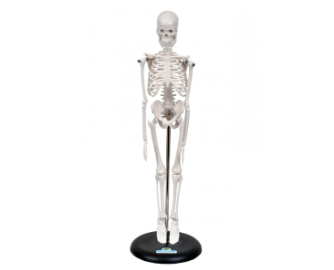 ESQUELETO HUMANO DE 45 CM C SUPORTE