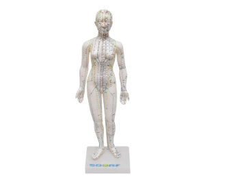 MODELO DE ACUPUNTURA FEMININO DE 50CM