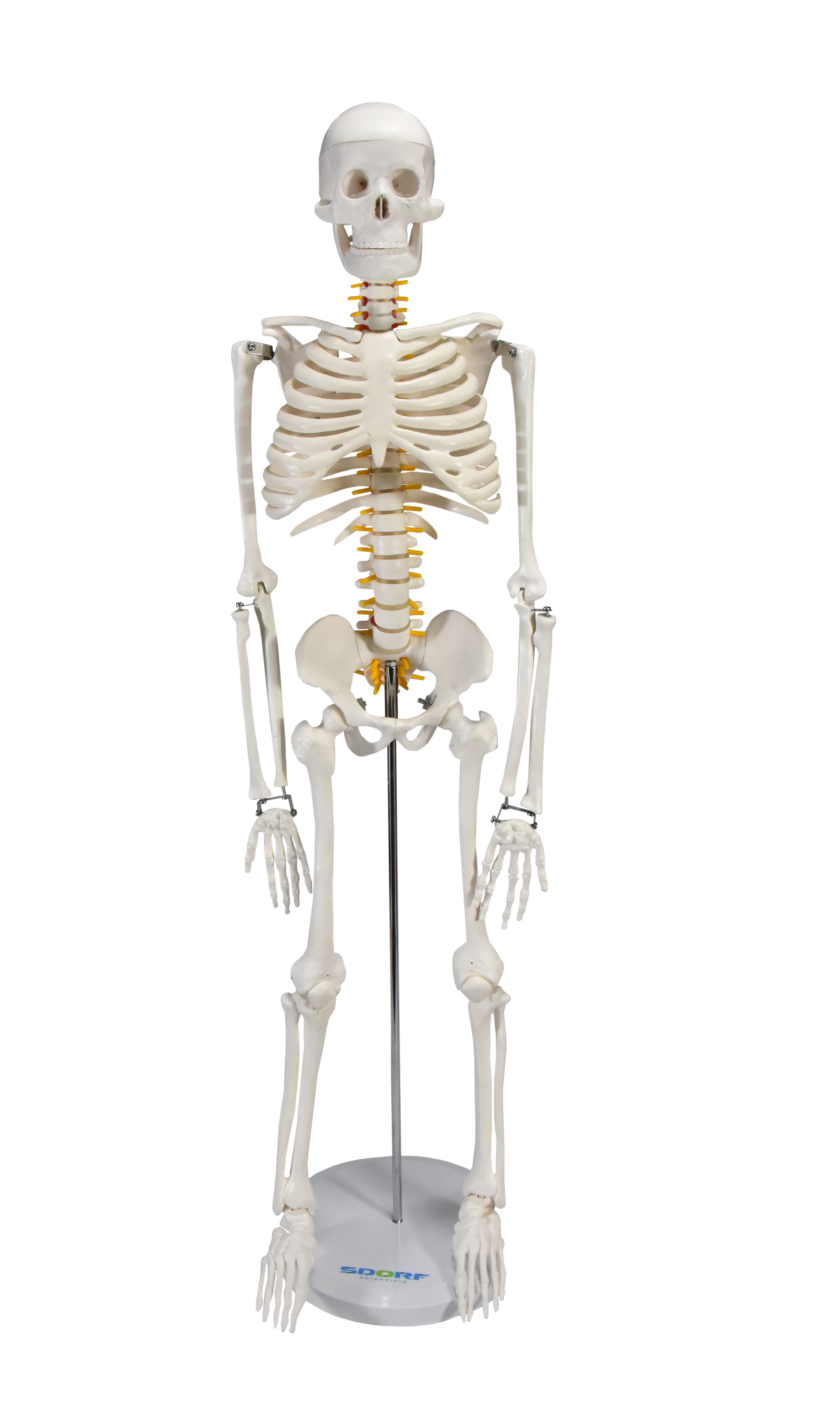 ESQUELETO HUMANO 85 CM DE ALTURA C SUPORTE