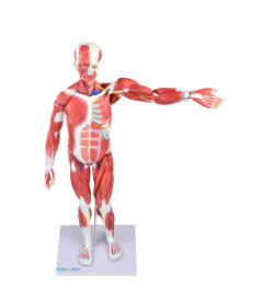FIGURA MUSCULAR ASSEXUADA DE 80CM “3/4 DO TAMANHO REAL” C ÓRGÃOS INTERNOS EM 30 PARTES