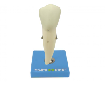 DENTE PRÉ-MOLAR INFERIOR C RAIZ ÚNICA, 8X O TAMANHO REAL APROX.