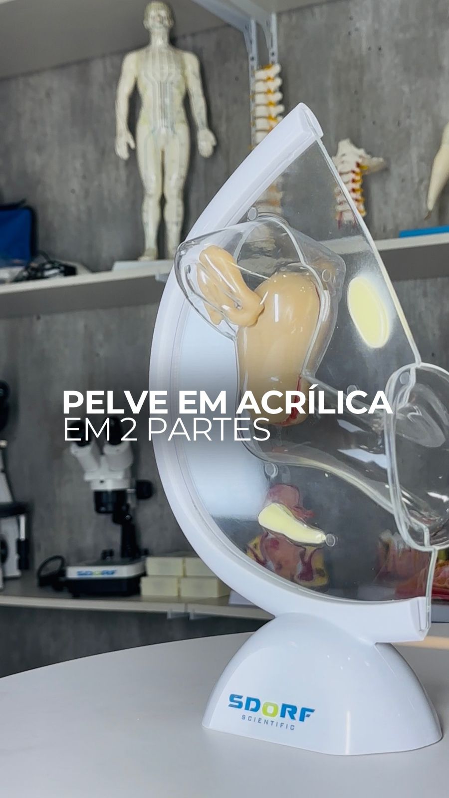 PELVE ACRILICA