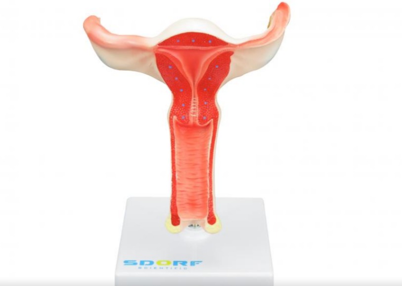 VAGINA COM ÚTERO EM TAMANHO REAL