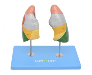 PULMÃO SEGMENTADO EM CORES