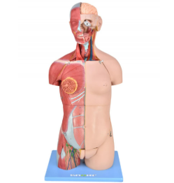 TORSO BISSEXUAL MUSCULAR LUXO DE 85CM C ÓRGÃOS INTERNO EM 32 PARTES