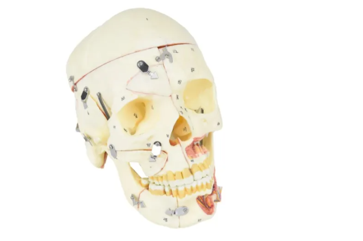 CRÂNIO HUMANO ADULTO C MANDÍBULA, VASOS E NERVOS EM 10 PARTES
