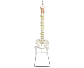 COLUNA VERTEBRAL EM TAMANHO REAL C PELVE E PARTE DO FÊMUR