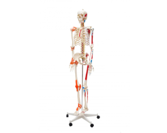 ESQUELETO HUMANO PADRÃO DE 1,70 CM C ARTICULAÇÕES, INSERÇÕES MUSCULARES E HASTE C SUPORTE E RODAS