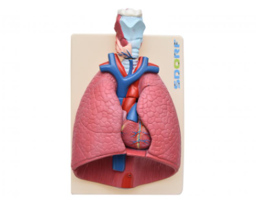 SISTEMA RESPIRATÓRIO EM 8 PARTES