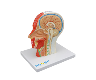 HEMI CABEÇA MUSCULADA C CORTE SAGITAL
