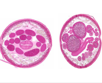 KIT C 30 LÂMINAS PREPARADAS ESTUDO PARASITOLOGIA