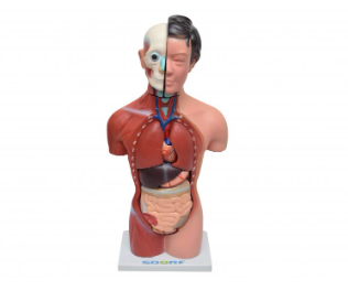 TORSO HUMANO FEMININO DE 42 CM C 15 PARTES