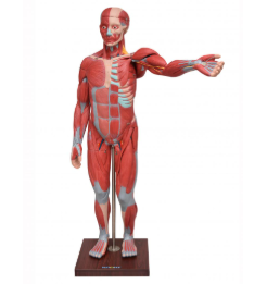 FIGURA MUSCULAR ASSEX. DE 1,70 CM C ÓRGÃOS INTERNOS EM 29 PARTES
