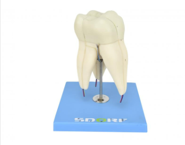 DENTE MOLAR SUPERIOR C RAIZ TRIPLA EM 3 PARTES, 8X O TAMANHO REAL APROX.