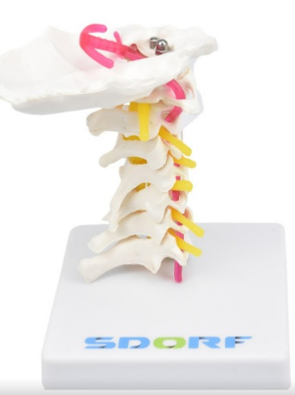 COLUNA CERVICAL