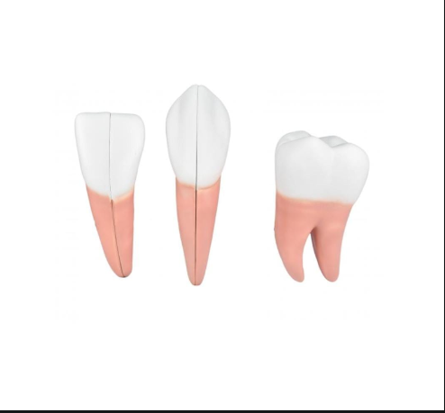 DENTES EM 6 PARTES (INCISIVO, CANINO E MOLAR)