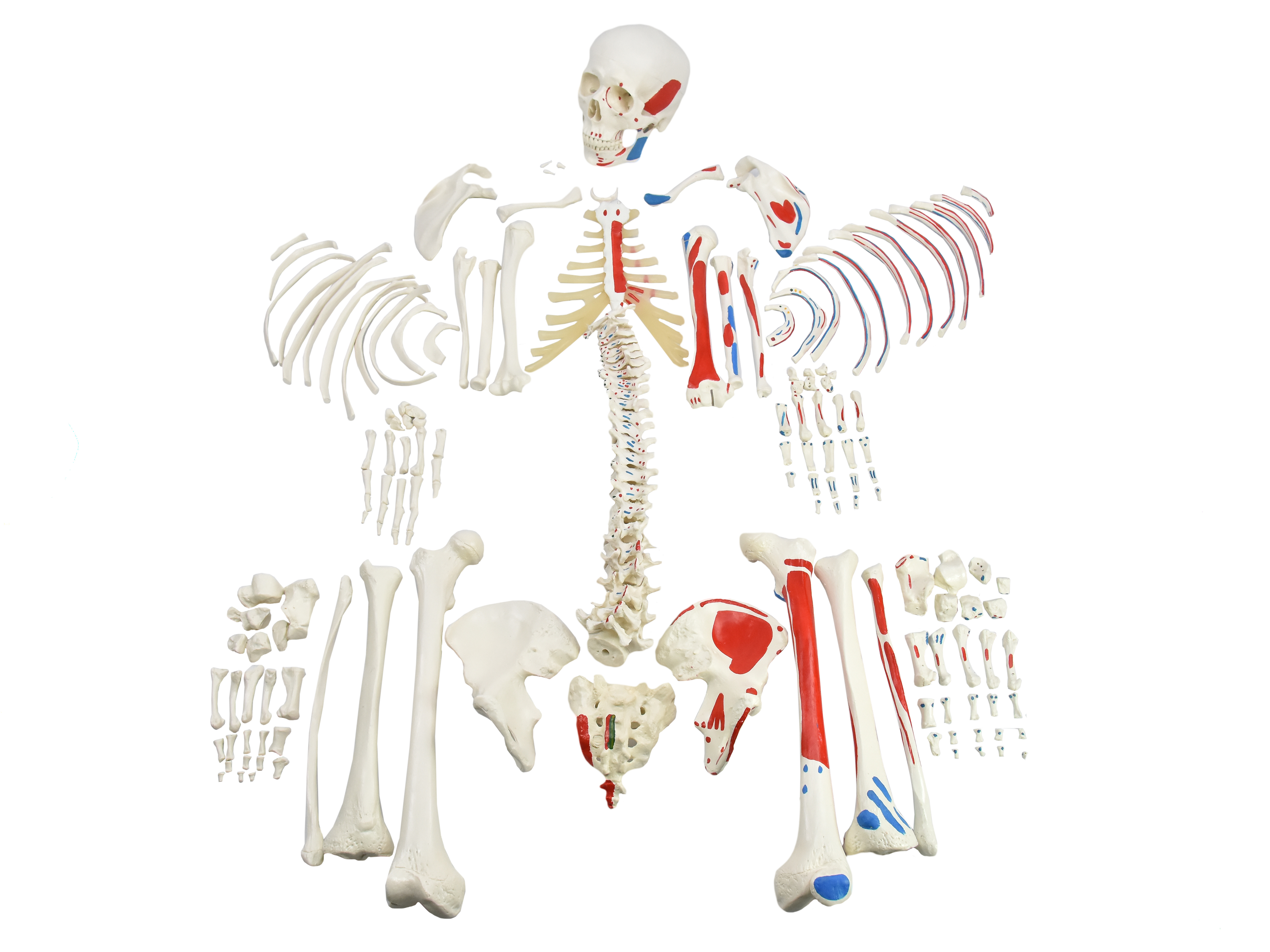 ESQUELETO HUMANO DESARTICULADO C ORIGENS E INSERÇÕES MUSCULARES