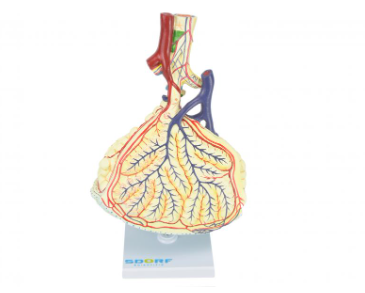ALVÉOLO PULMONAR
