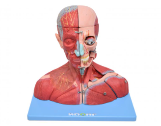 CABEÇA, PESCOÇO C PARTE DO TRONCO MUSCULADOS EM CORTE SAGITAL C 19 PARTES