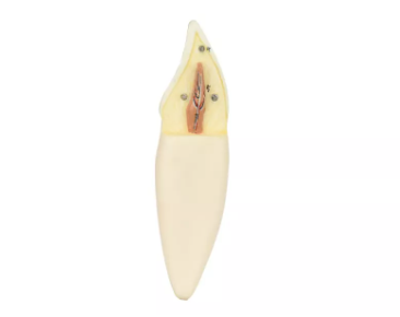 DENTE INCISIVO INFERIOR EM 2 PARTES, 8X O TAMANHO REAL APROX.