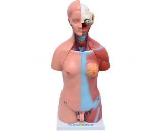 TORSO HUMANO BISSEXUAL / ASSEXUADO C ABERTURA NAS COSTAS DE 45 CM C 24 PARTES