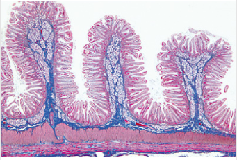 KIT C 80 LÂMINAS PREPARADAS ESTUDO HISTOLOGIA