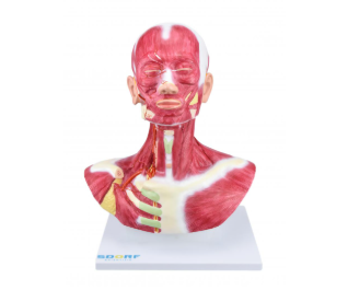 CABEÇA E PESCOÇO C MUSCULATURA SUPERFICIAL
