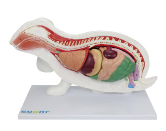 ANATOMIA DO COELHO EM 9 PARTES