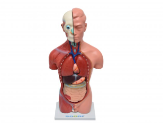 TORSO HUMANO MASCULINO DE 42 CM C 13 PARTES