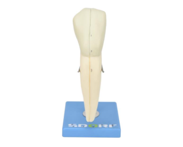DENTE CANINO INFERIOR EM 2 PARTES, 8X O TAMANHO REAL APROX.