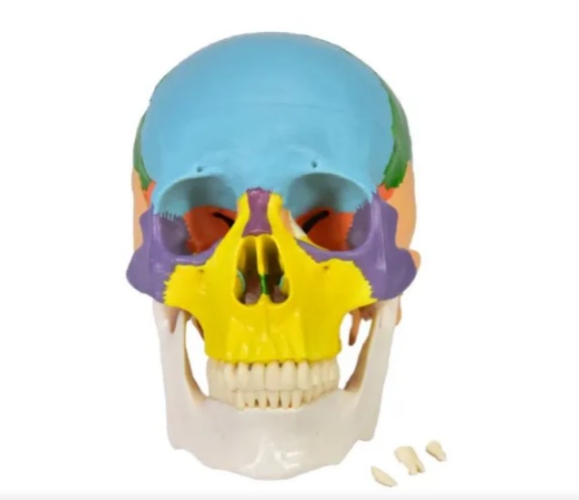 CRÂNIO HUMANO COLORIDO C MANDÍBULA MÓVEL E DENTES EXTRAÍVEIS EM 6 PARTES