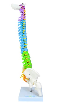COLUNA DESARTICULADA 85CM