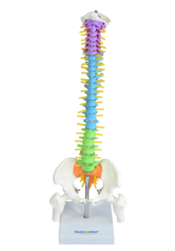COLUNA VERTEBRAL COLORIDA E FLEXÍVEL DE 40 CM C BASE