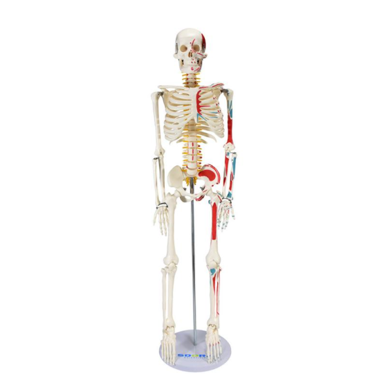 ESQUELETO HUMANO DE 85 CM C INSERÇÃO E ORIGEM MUSCULAR C SUPORTE