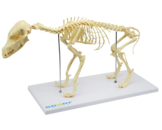ESQUELETO DE CACHORRO DE PORTE PEQUENO (RESINA PLÁSTICA)