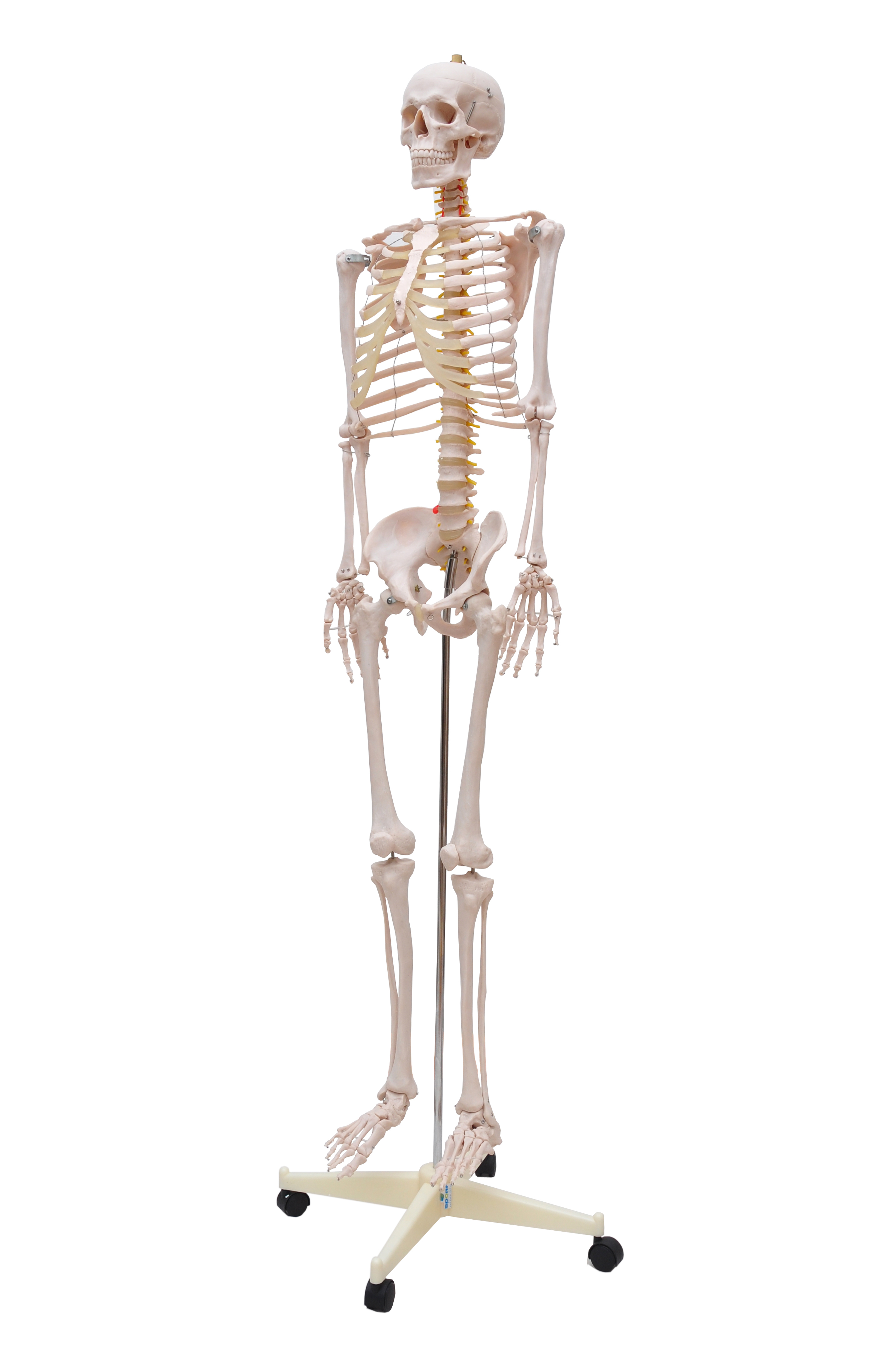 ESQUELETO HUMANO PADRÃO DE 1,70 CM C SUPORTE, HASTE E RODAS.