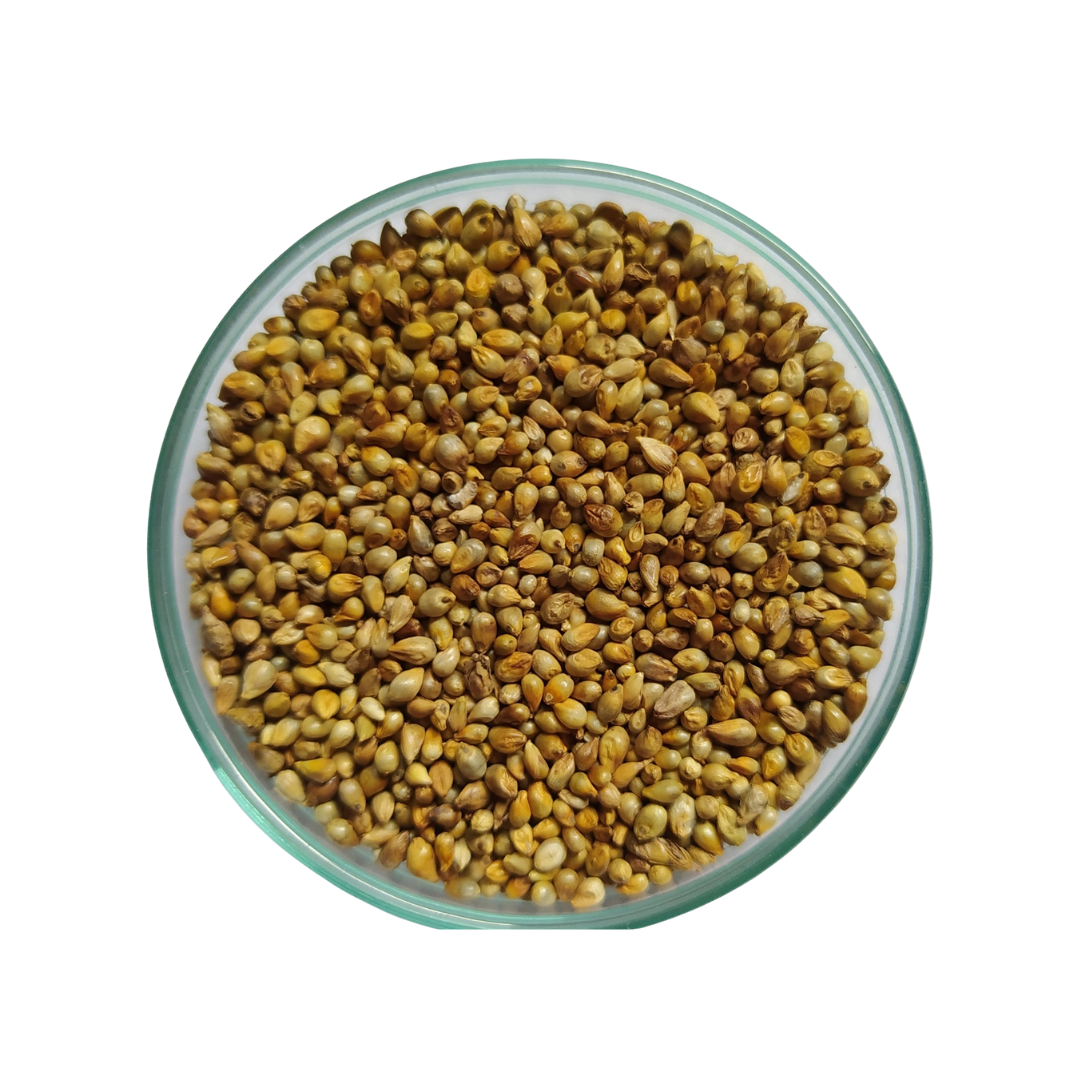 Sementes de Milheto BRS 1501